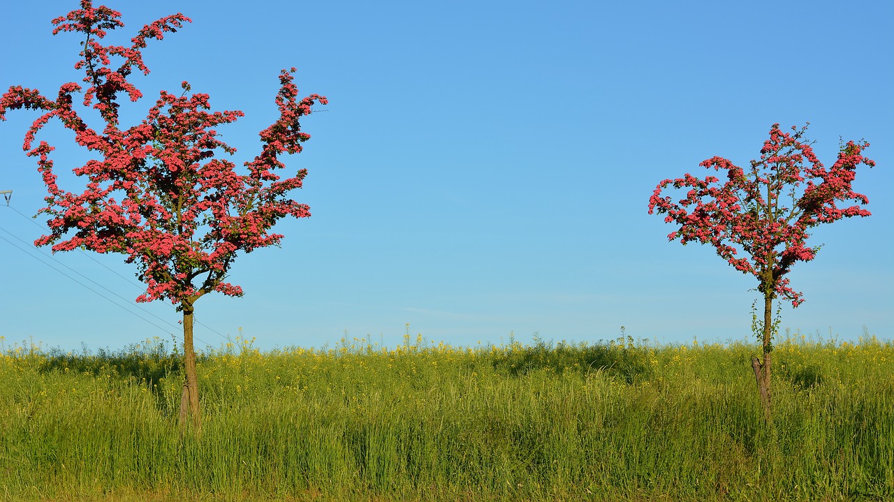 nature  road  trees free photo