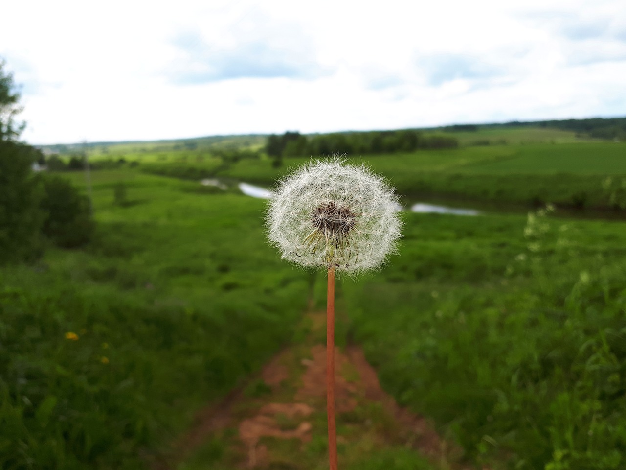 nature  summer  in the summer of free photo