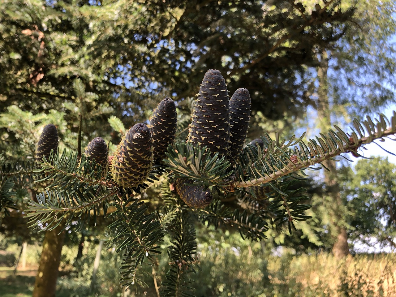 nature  tree  outdoors free photo