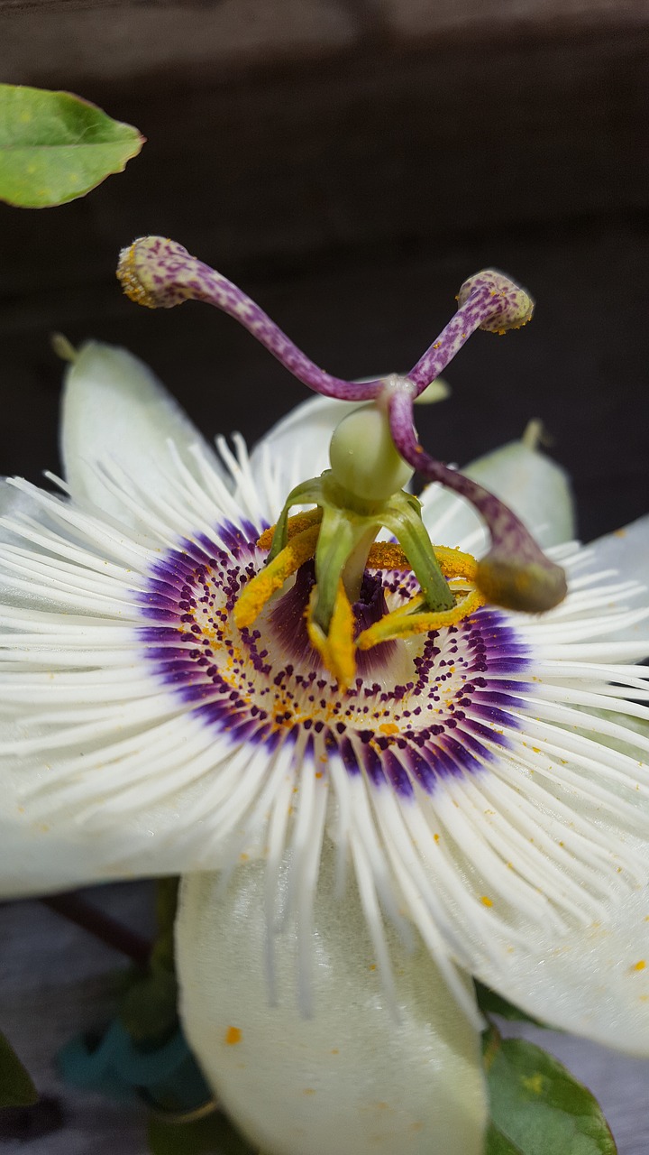 nature  flower  passiflora free photo