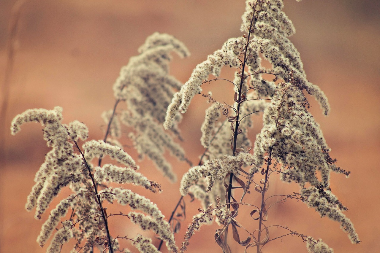 nature weeds woods free photo