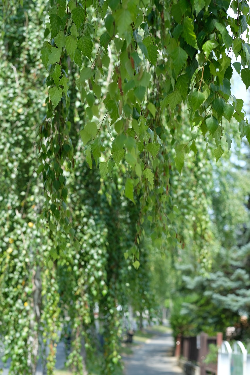 nature  trees  birch free photo