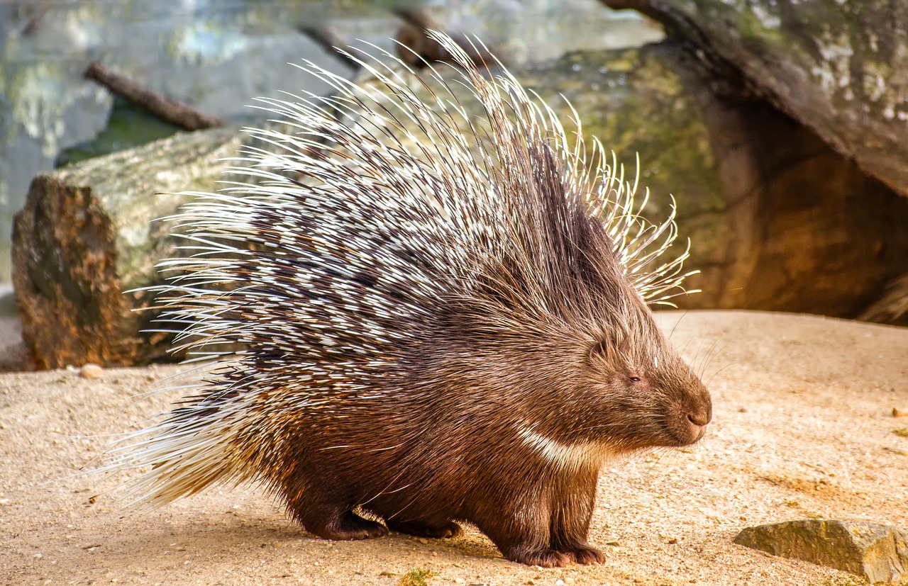 nature  animal  porcupine free photo