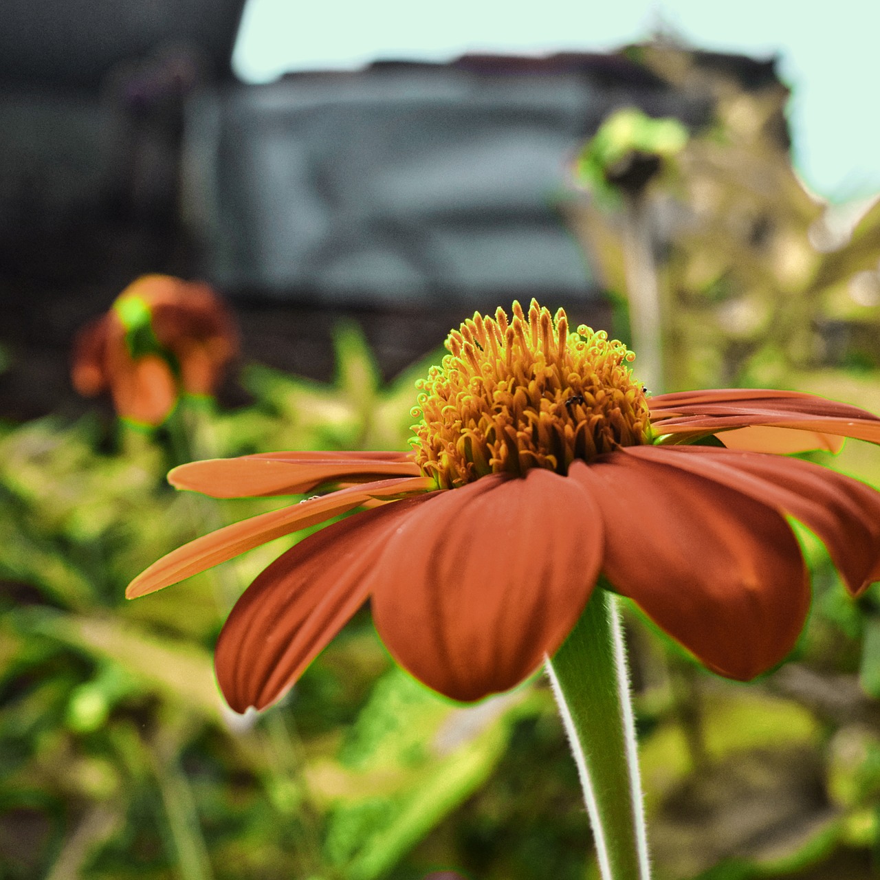 nature  flower  plant free photo