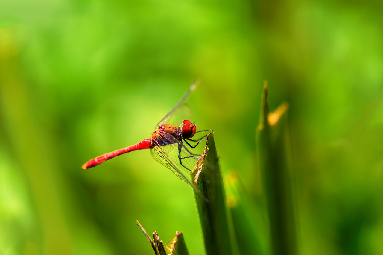 nature  macro  garden free photo