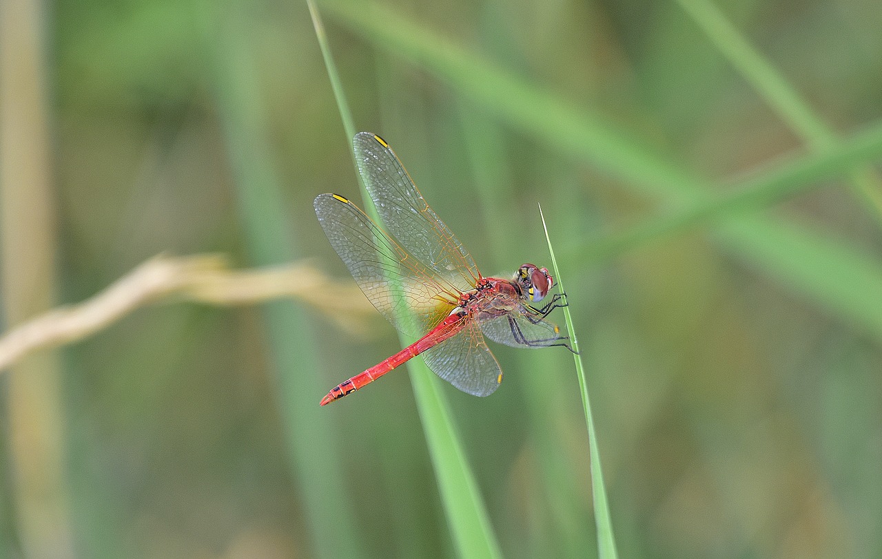 nature  insects  dragonfly free photo