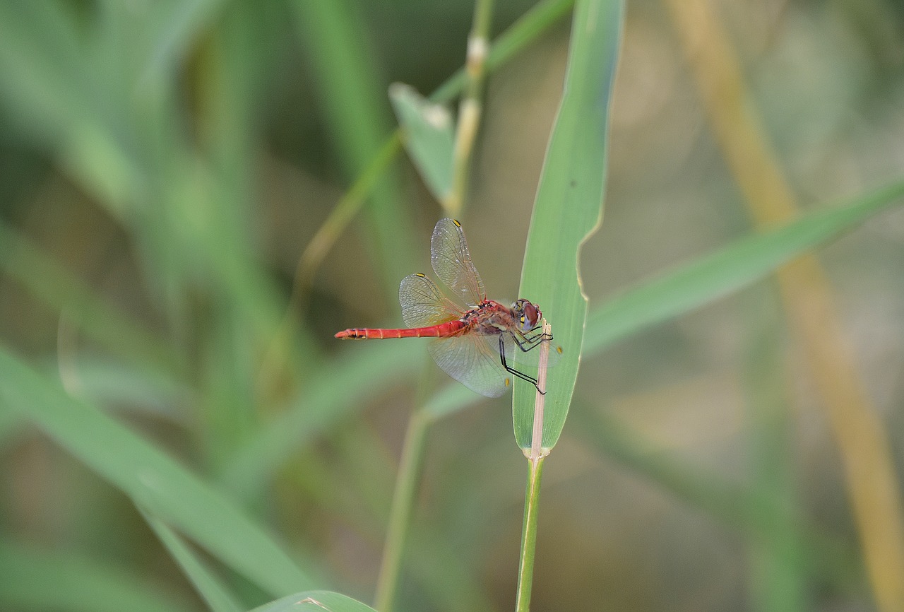 nature  insects  dragonfly free photo