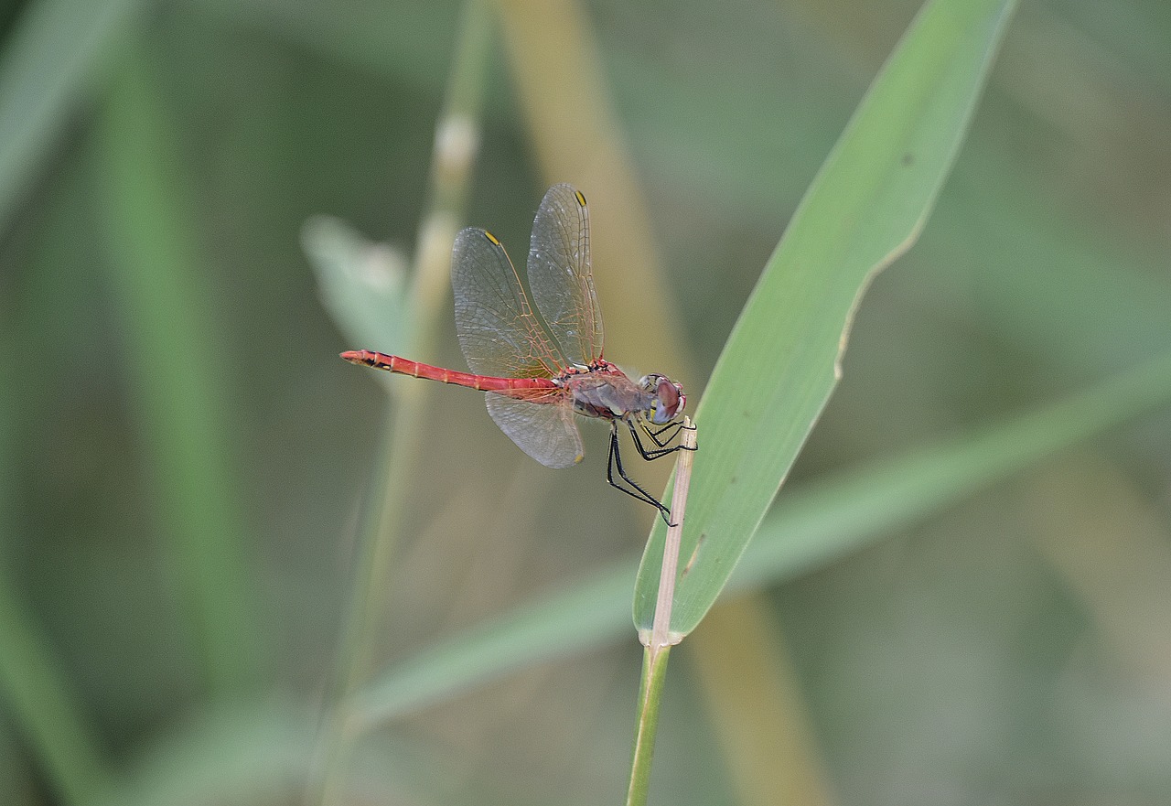 nature  insects  dragonfly free photo