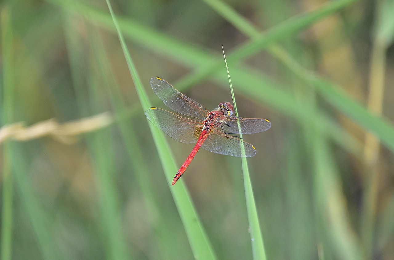 nature  insects  dragonfly free photo