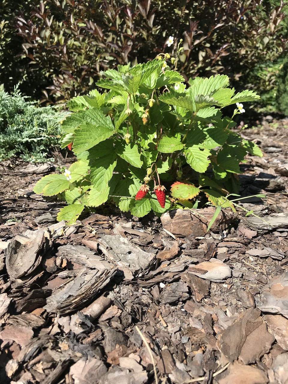 nature  soil  leaf free photo