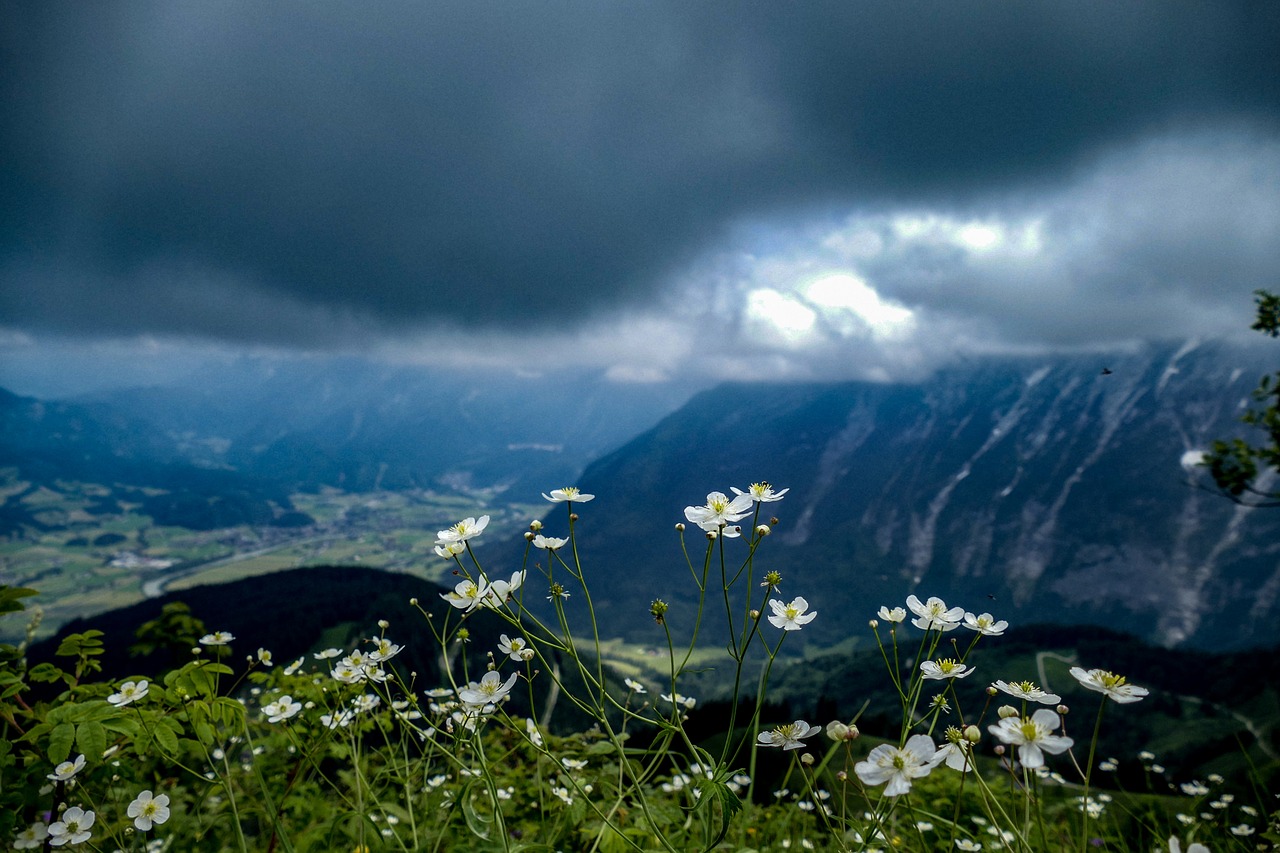 nature  flowers  summer free photo