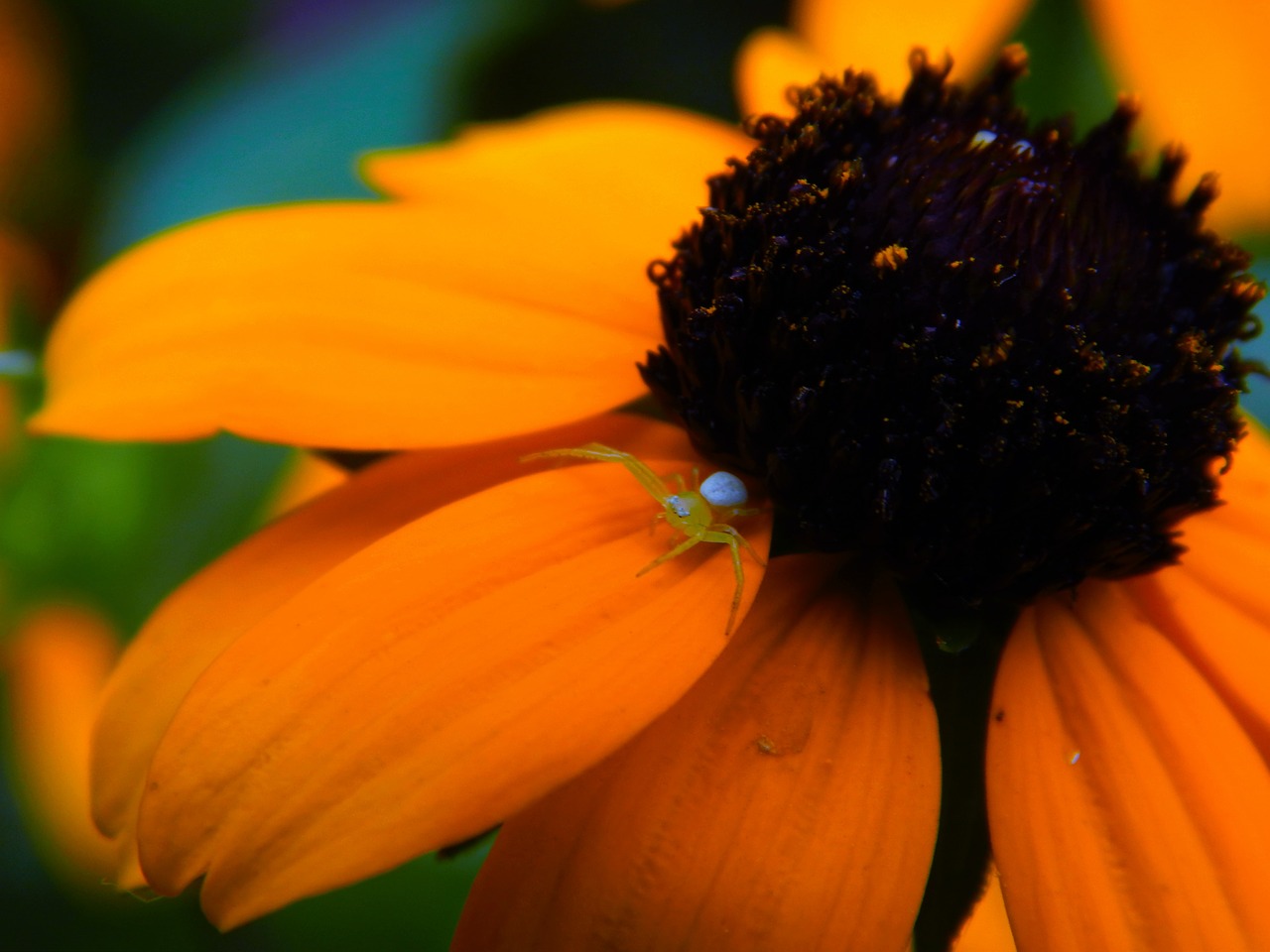 nature  plants  flowers free photo