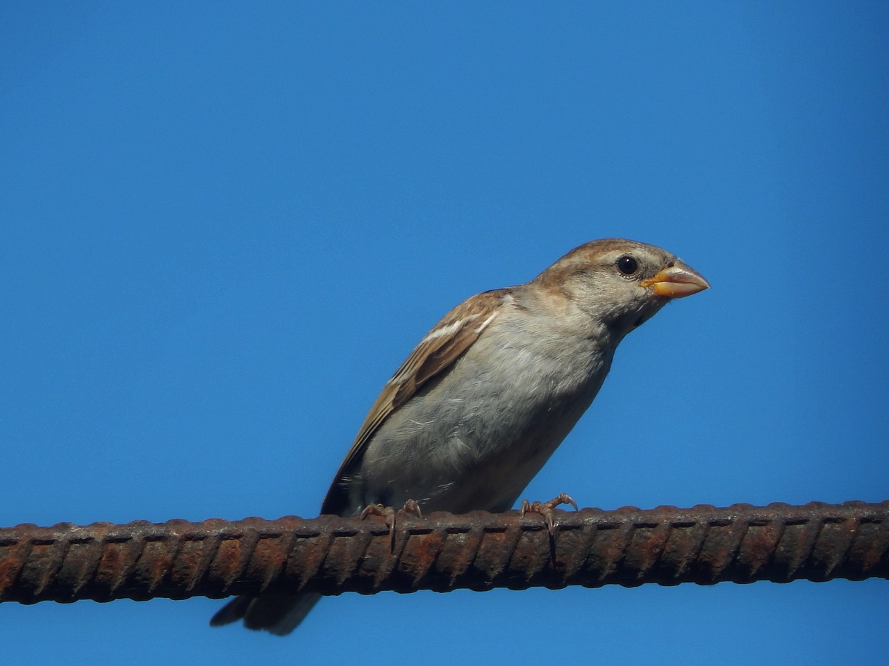 nature  animals bird  summer free photo