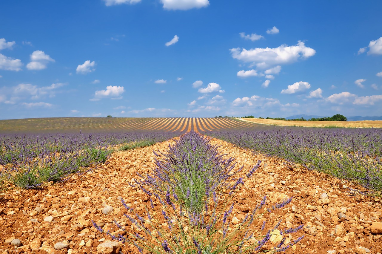 nature  landscape  lavender free photo