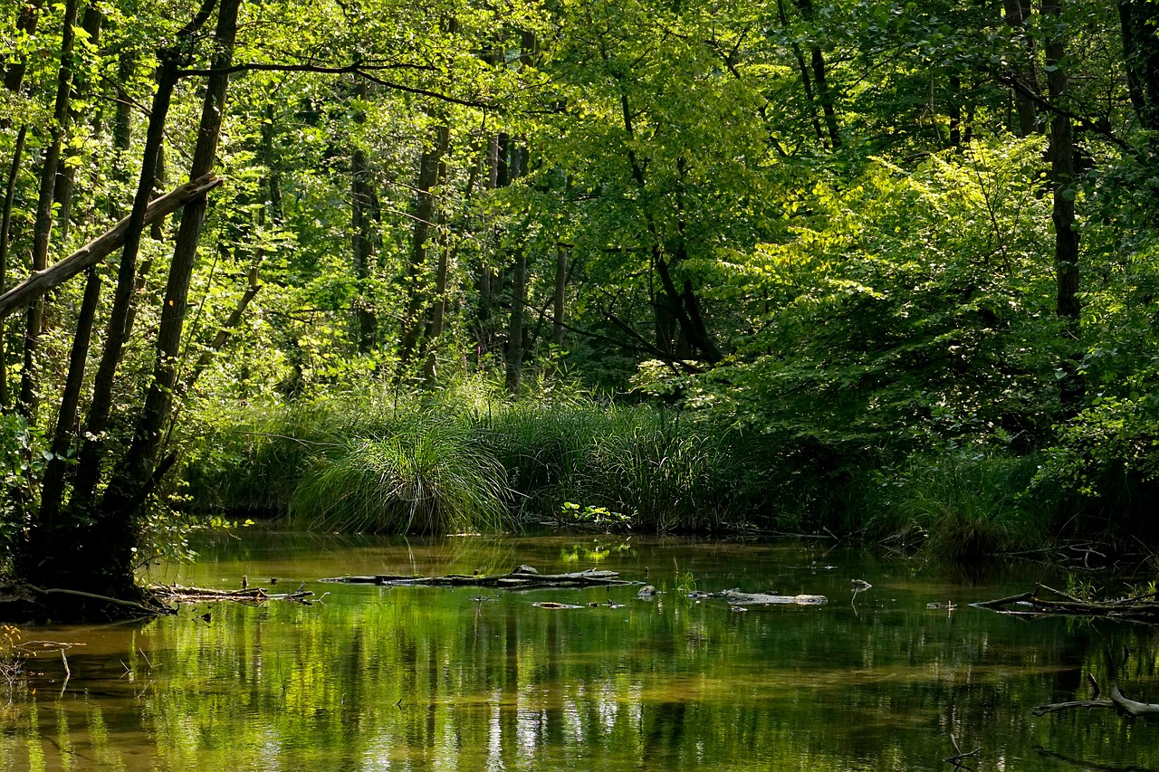 nature  river  trees free photo