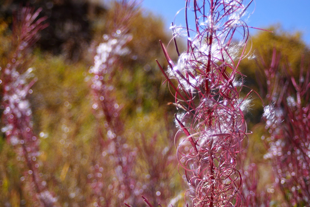 nature  red grass  colorado free photo