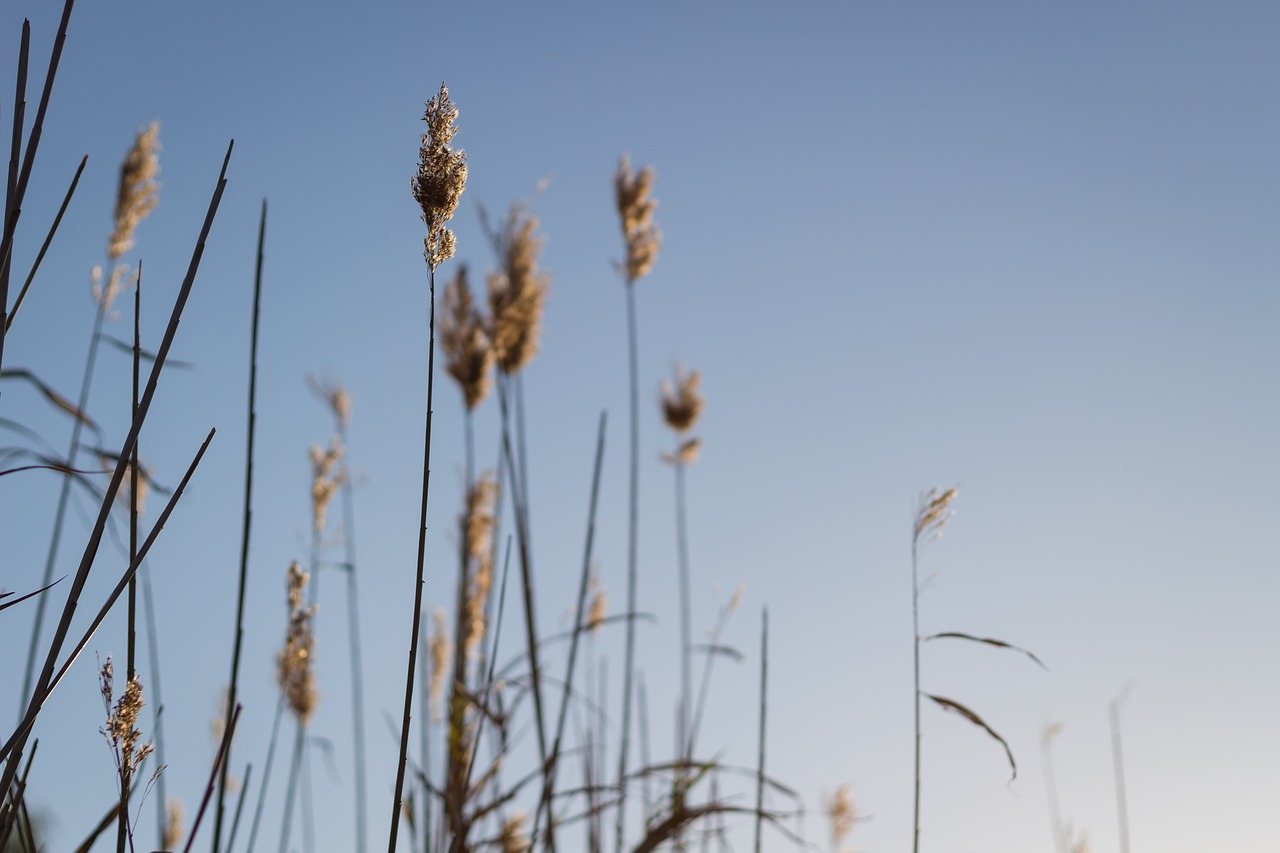 nature  reeds  mood free photo