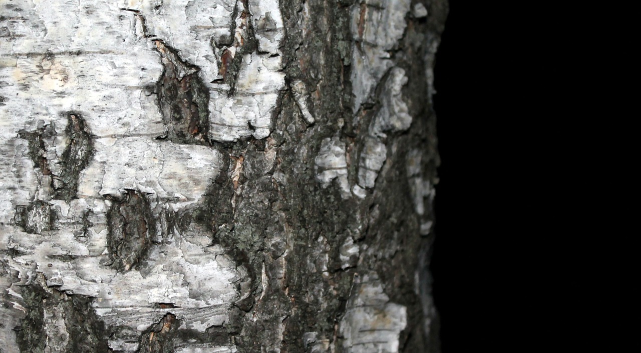 nature  tree  birch free photo