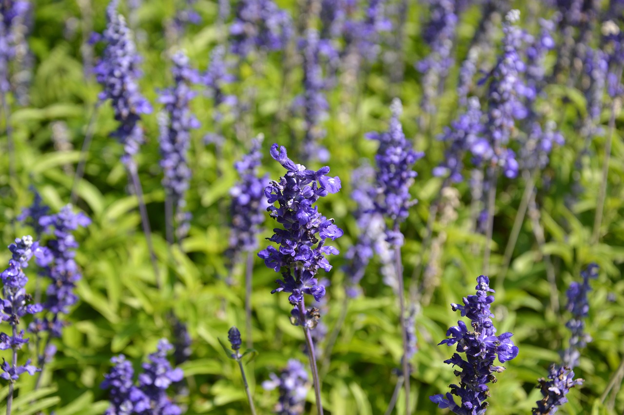 nature  flowers  bloom free photo