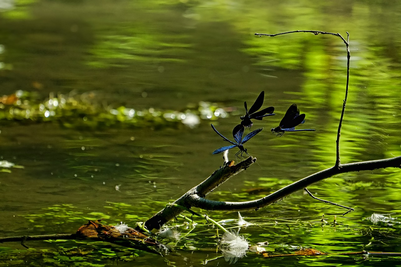 nature  pond  magnificent dragonflies male free photo