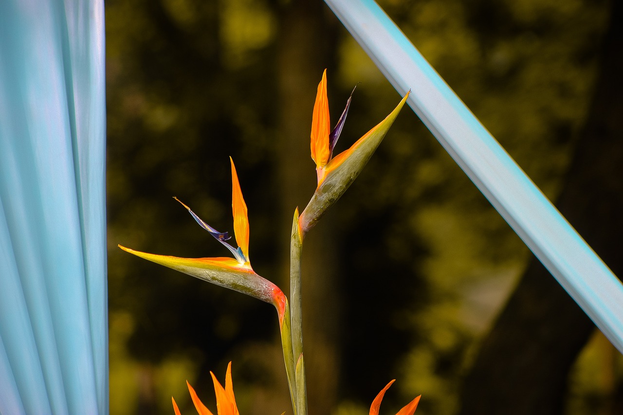 nature  orange  blossom free photo