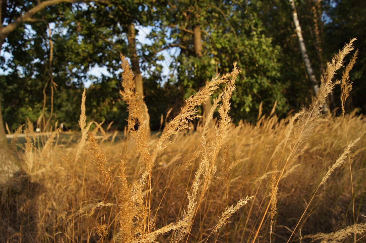 nature  grasses  tree free photo