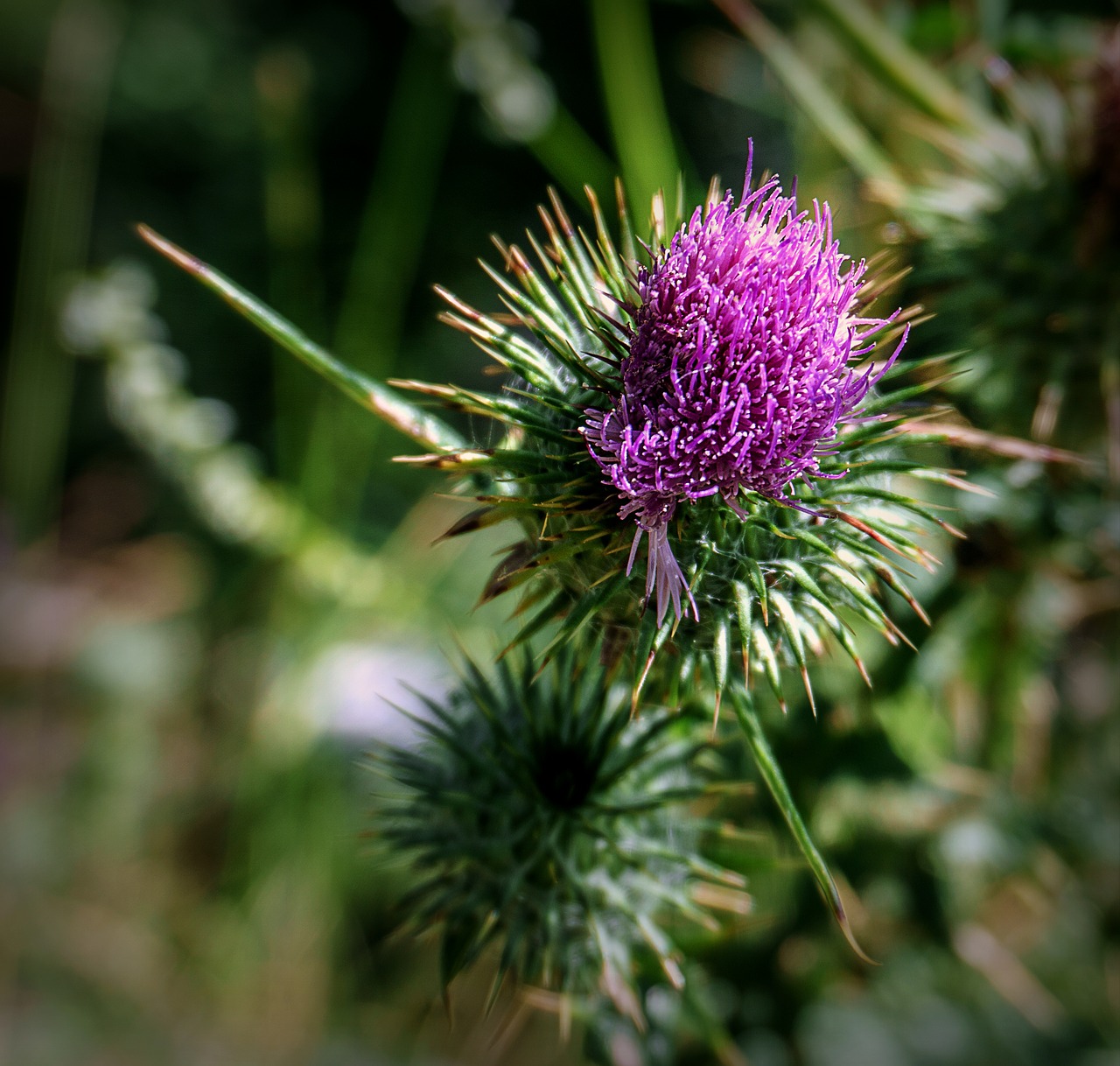 nature  botany  thistle free photo