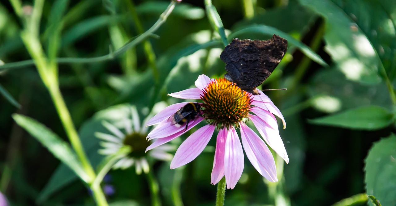 nature  flower  summer free photo