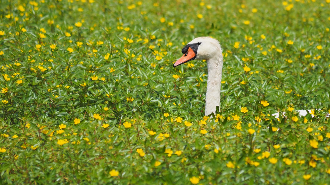nature  birds  swan free photo