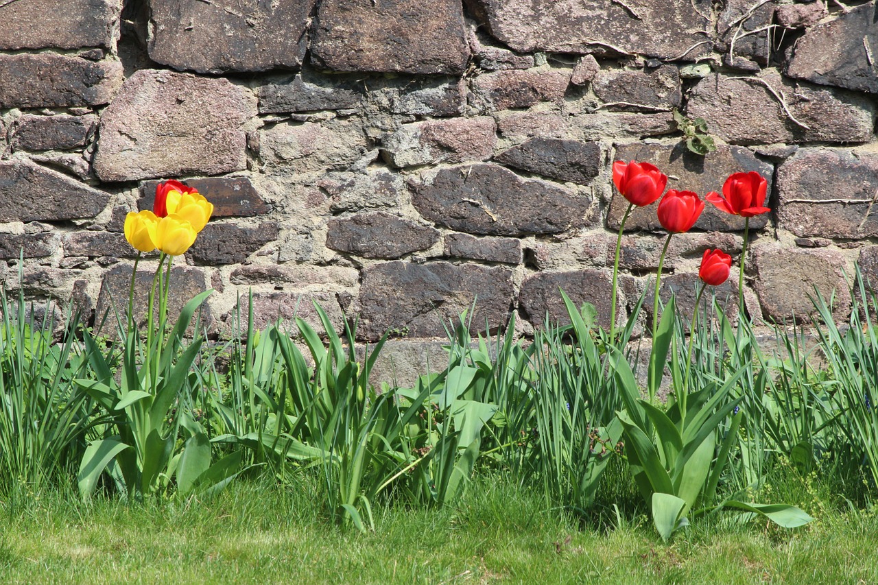 nature tulips wall free photo