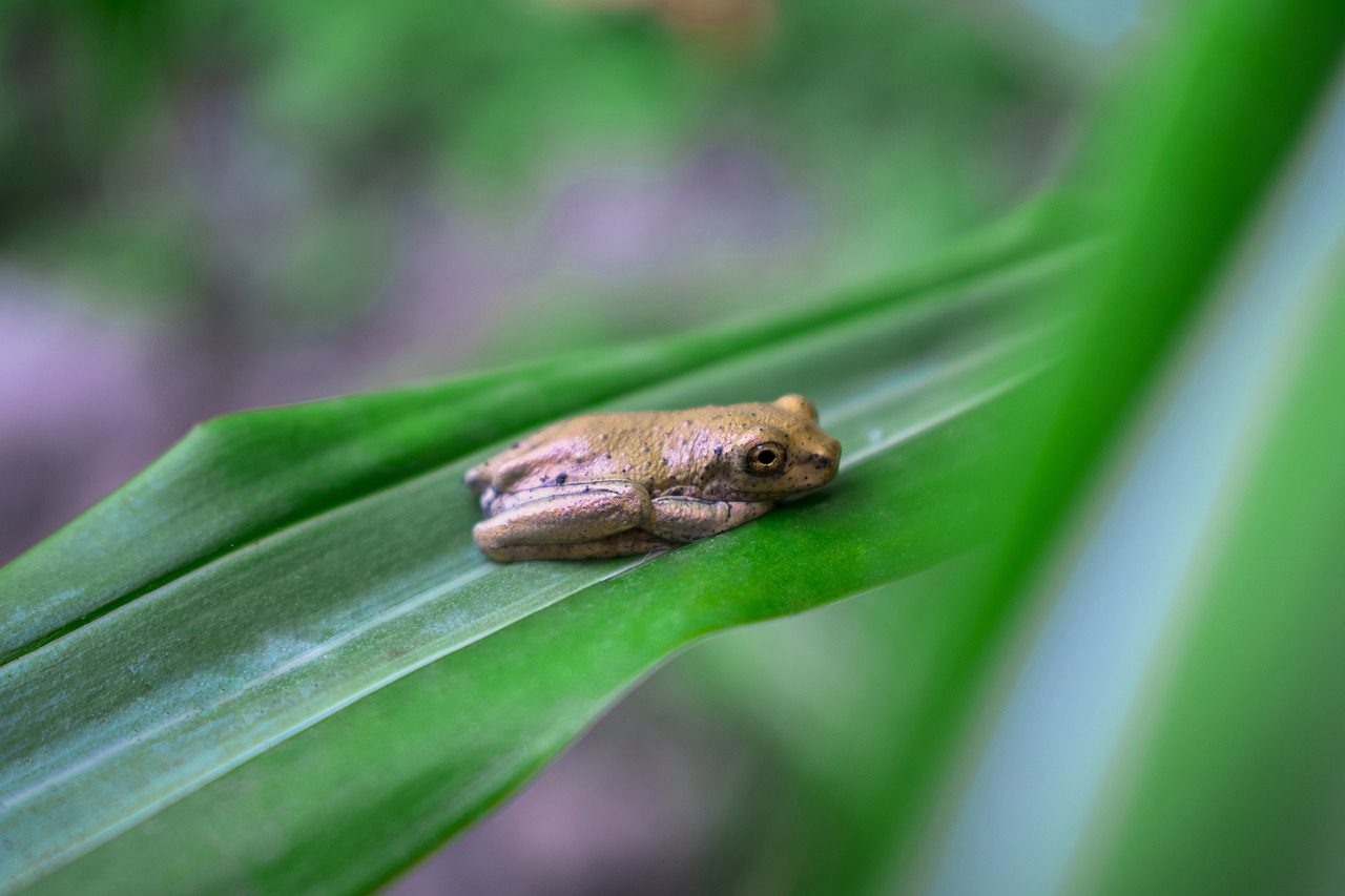 nature  frog  green free photo