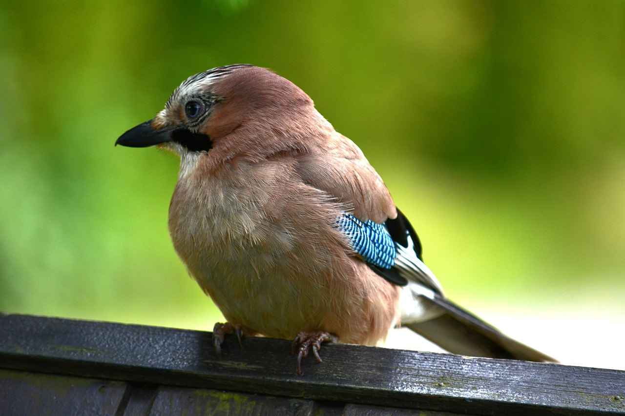 nature  bird  jay free photo