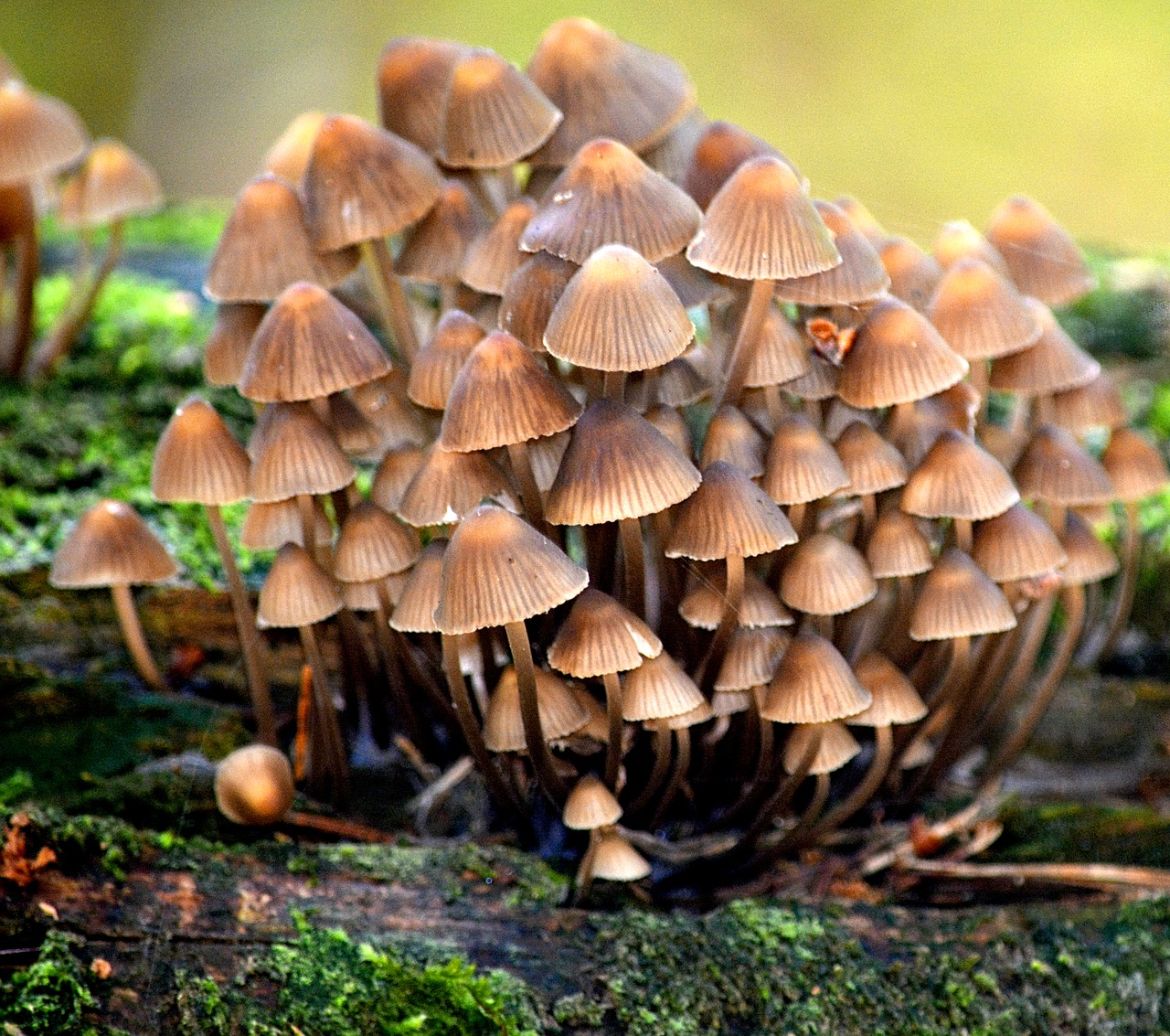 nature  autumn  mushrooms free photo