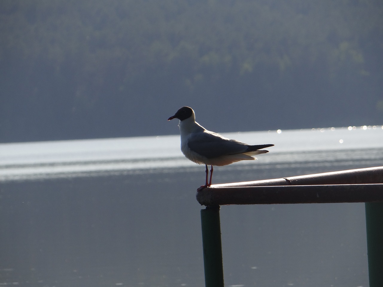 nature  bird  lake free photo