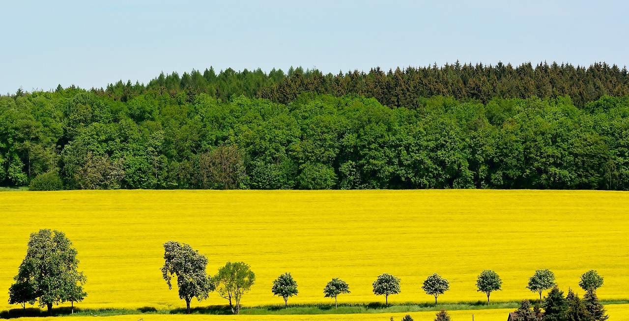 nature  oilseed rape  field free photo