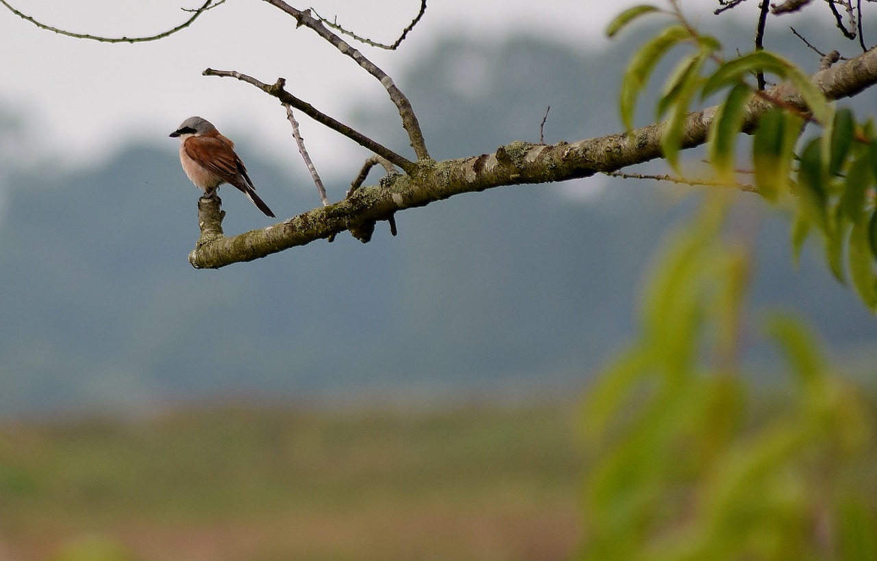 nature  bird  animal world free photo