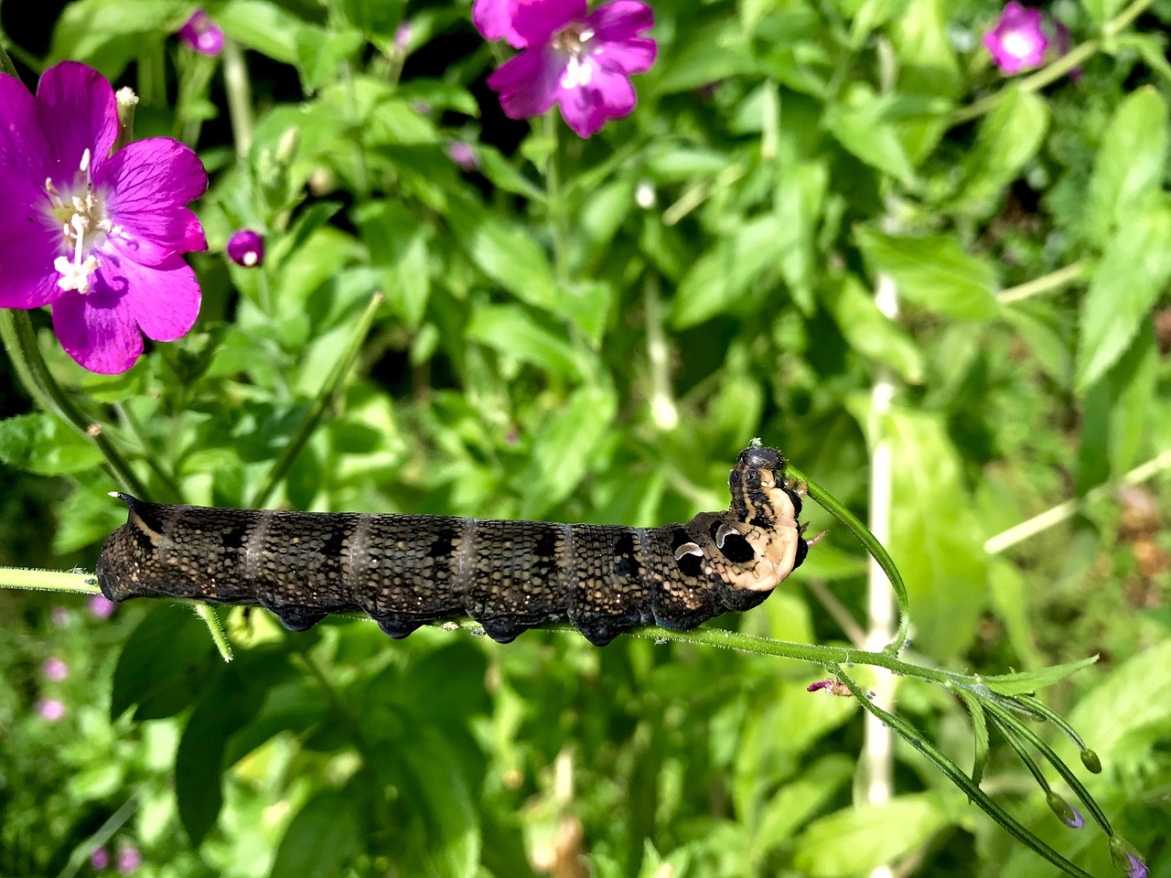 nature  caterpillar  butterfly free photo