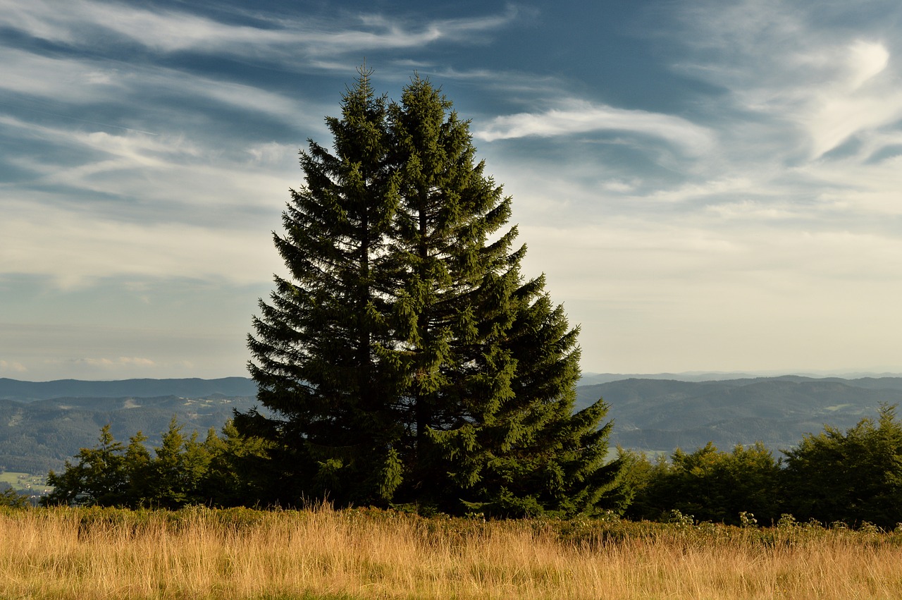 nature  tree  landscape free photo