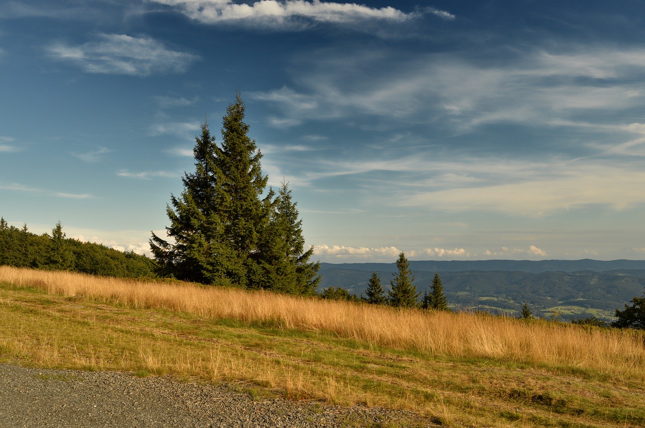 nature  tree  landscape free photo