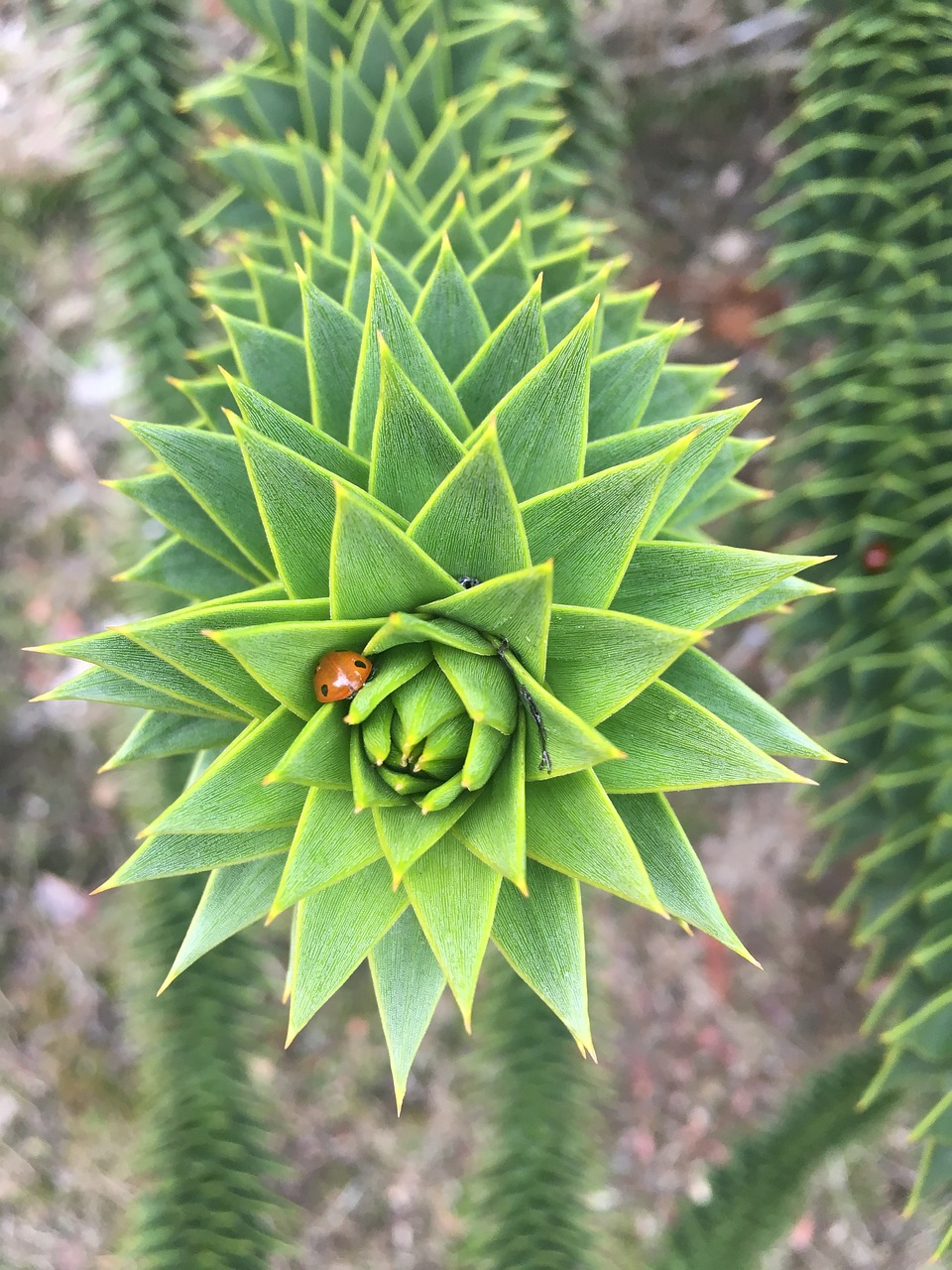 nature  plant  green free photo