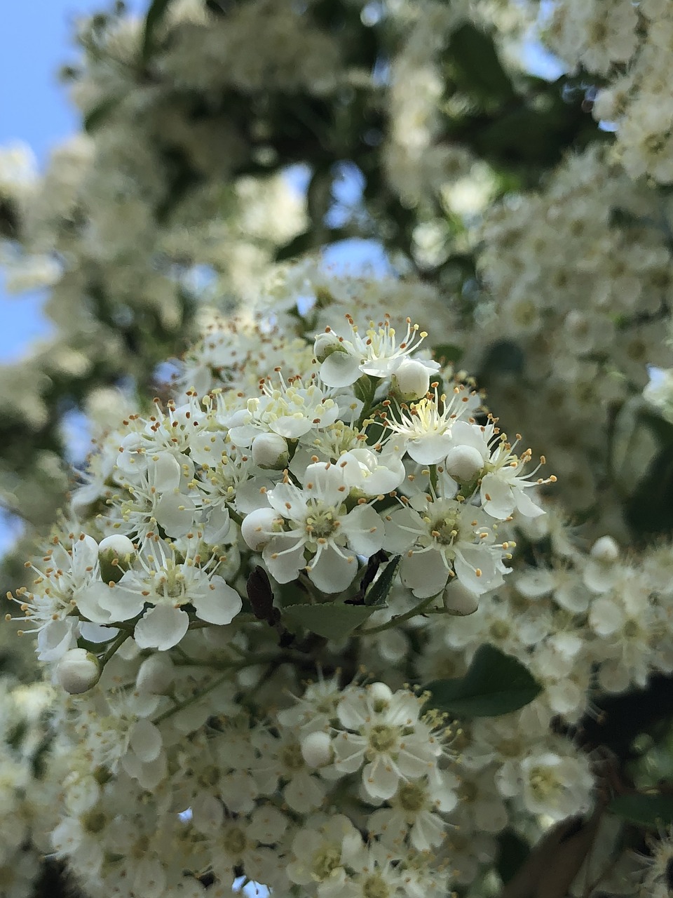 nature  plant  summer free photo