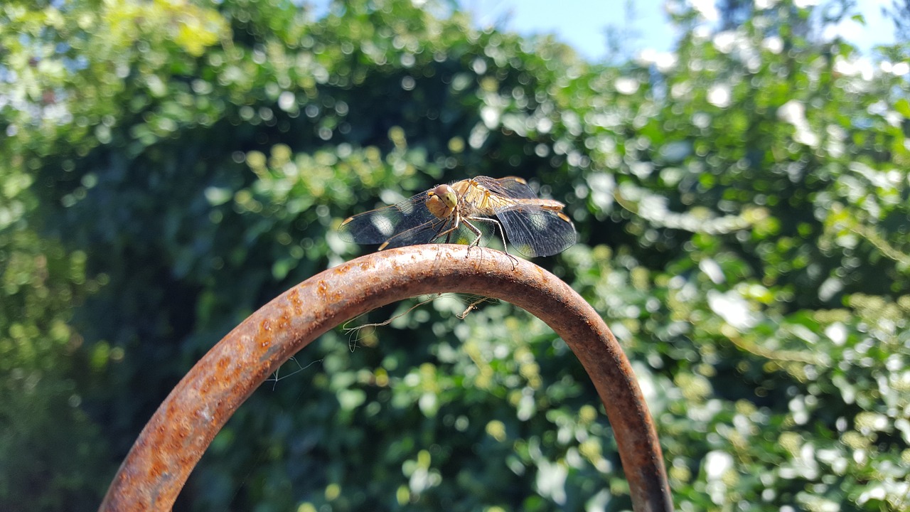 nature  animal  dragonfly free photo