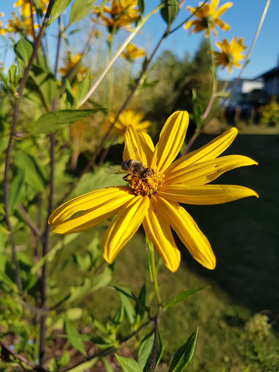 nature  flower  summer free photo