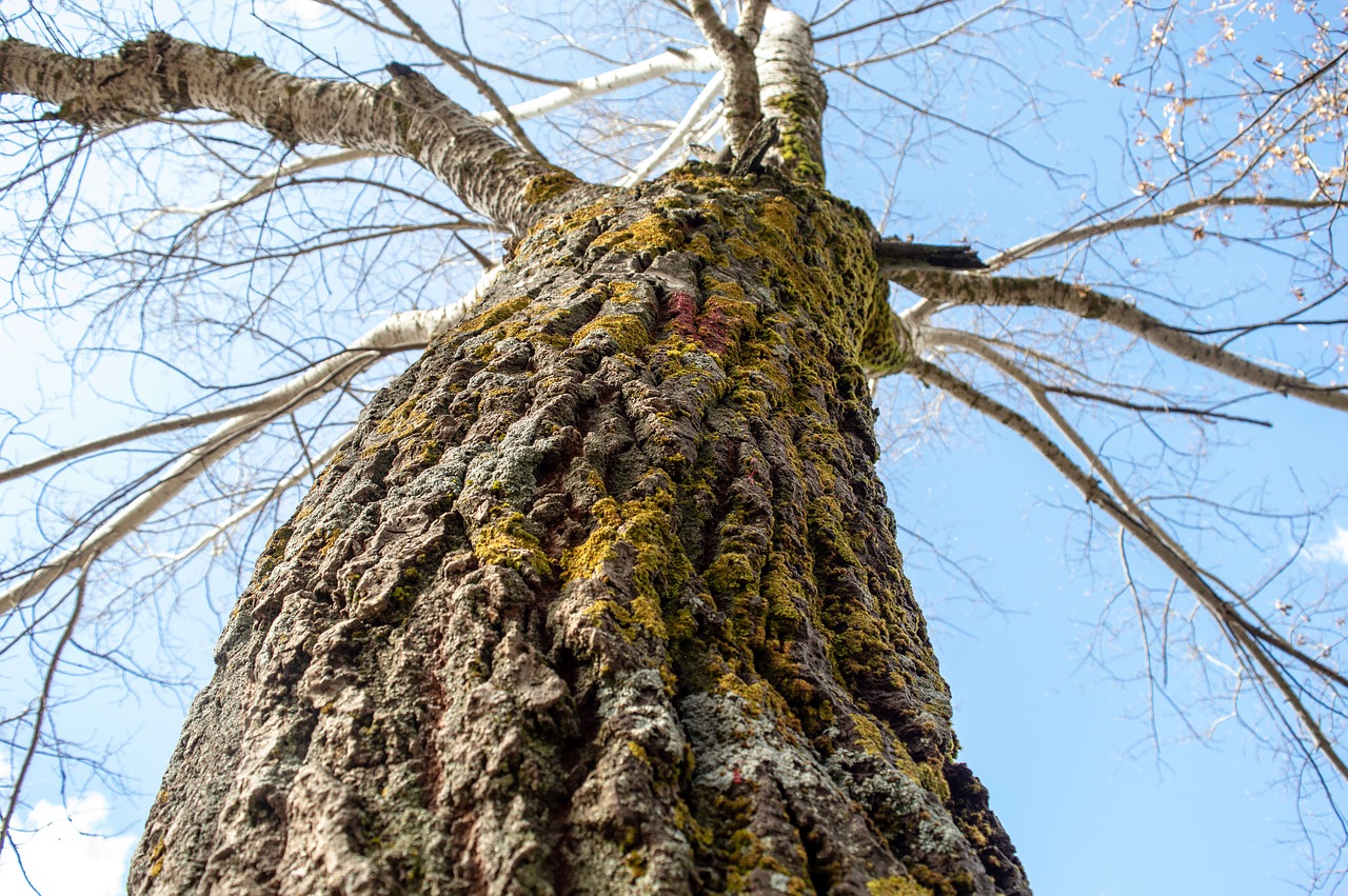 nature  tree  landscape free photo