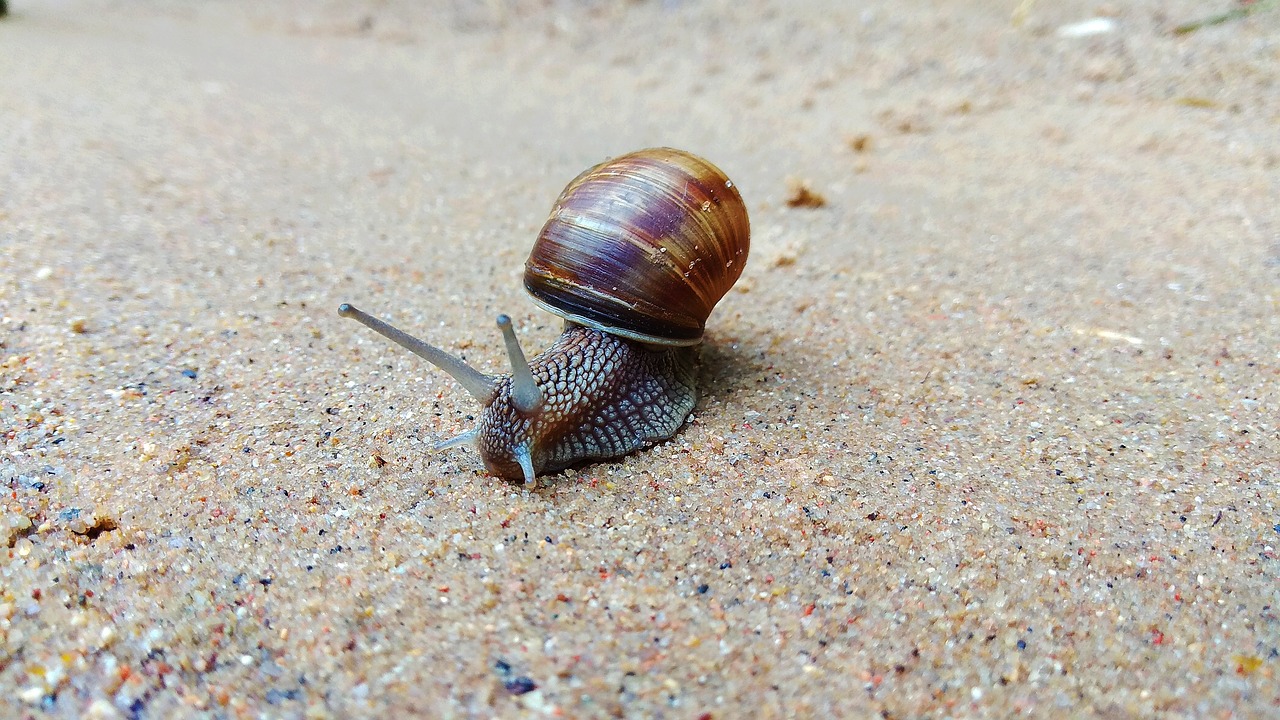 nature  animals  snail free photo