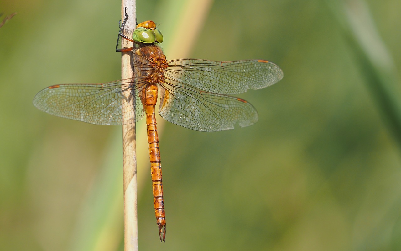 nature  insects  dragonfly free photo