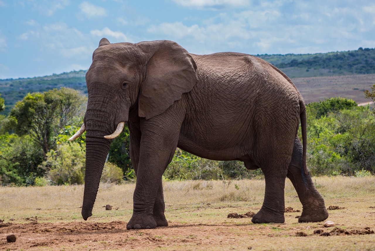 nature  elephant  mammal free photo