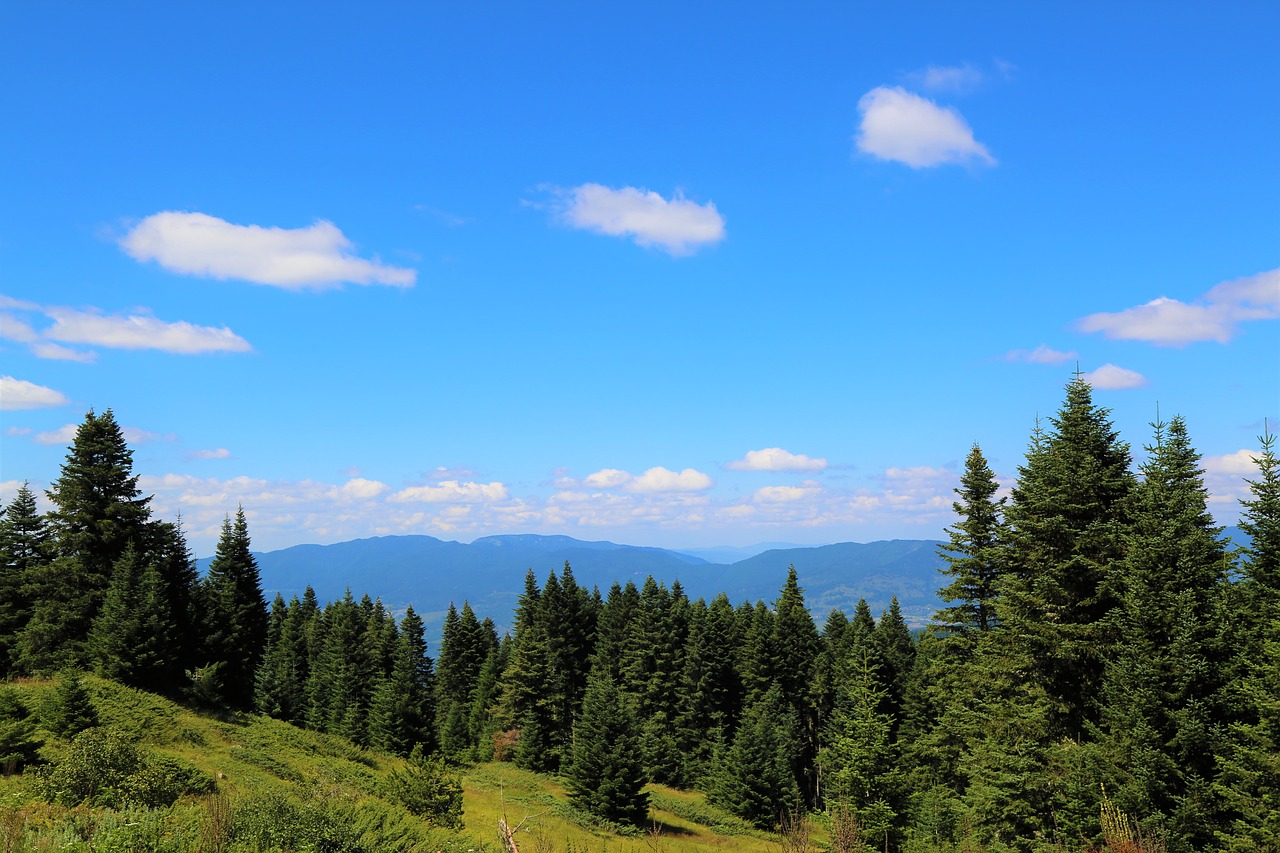 nature  forest  plant free photo