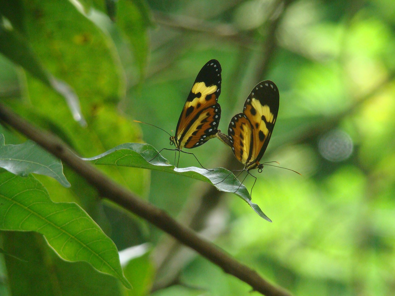 nature  butterfly  insect free photo