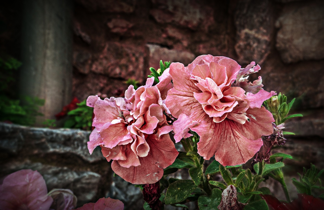 nature  botany  flowers free photo